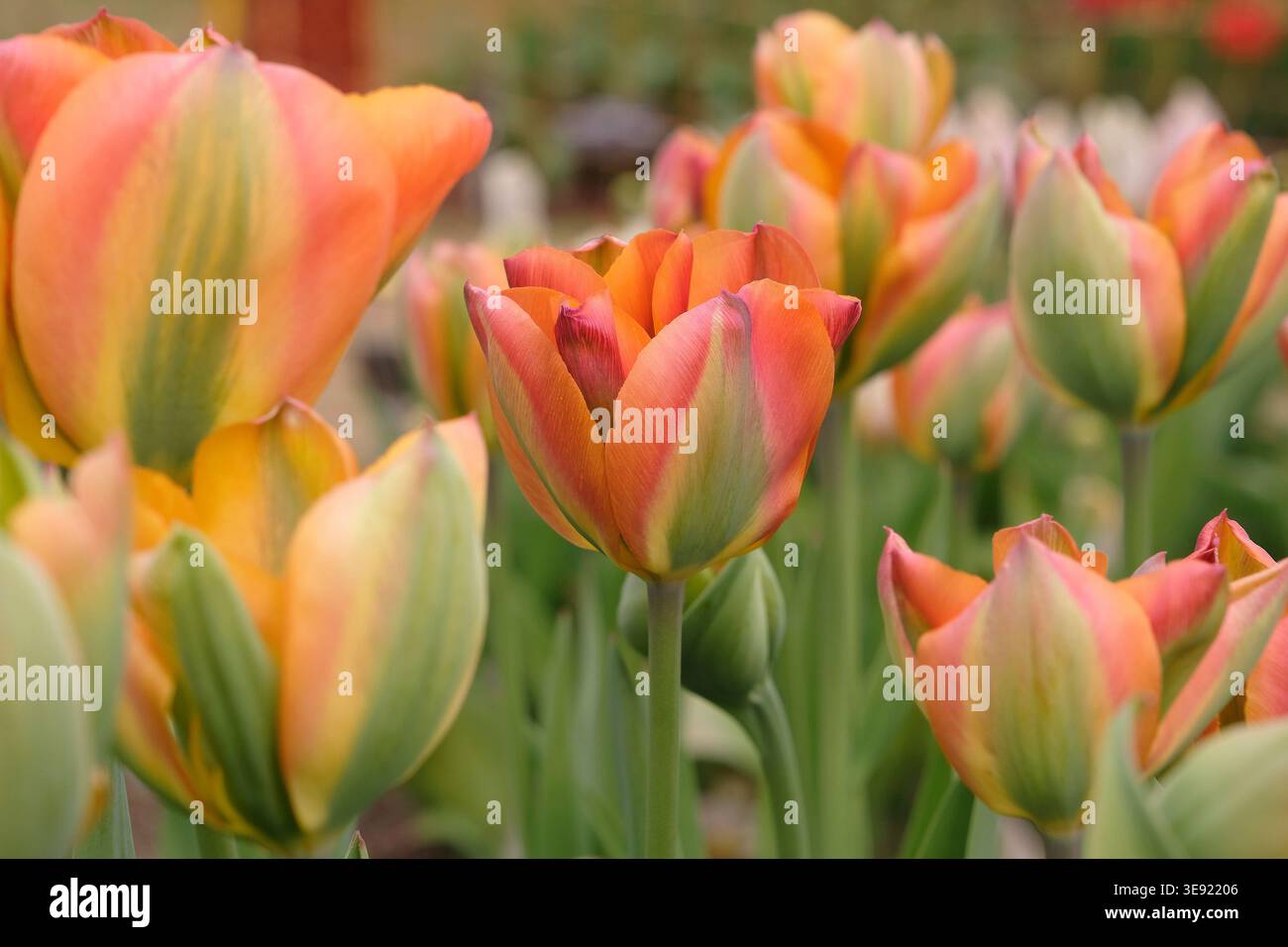 Orangefarbene und grüne Tulpe, Tulipa „Orangenmarmelade“ in Blüte. Stockfoto