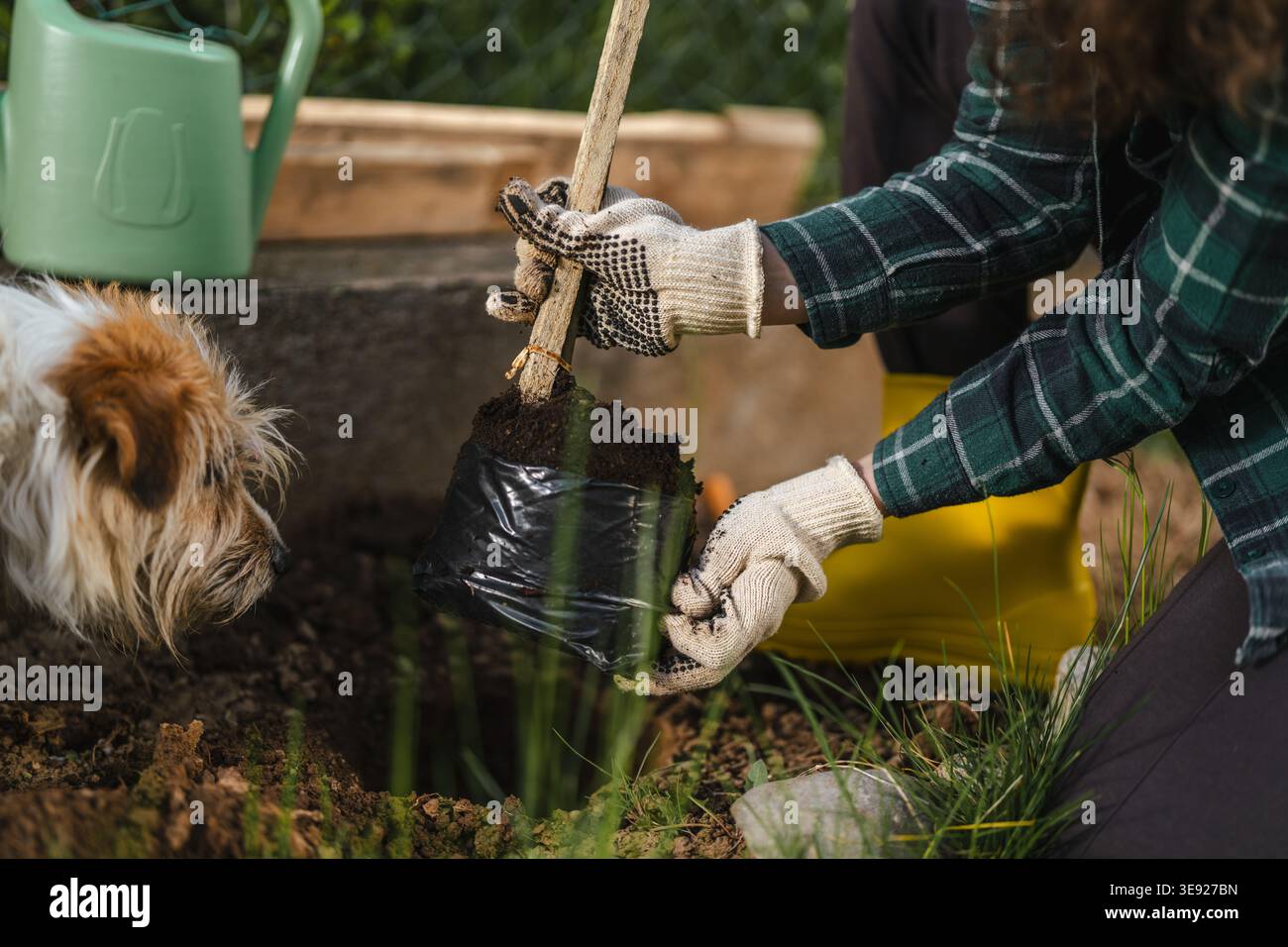 Person mit kariertem Hemd und Handschuhen, die einen jungen Baum in einer schwarzen Plastiktüte hält und sich darauf vorbereitet, ihn in den Boden zu Pflanzen, mit einem kleinen Hundeinhalt Stockfoto