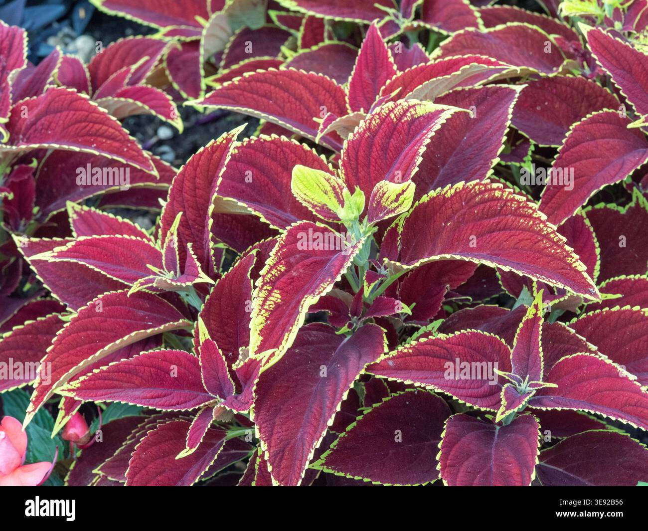 Bunte Coleus-Blätter in Rosa und Grün Stockfoto