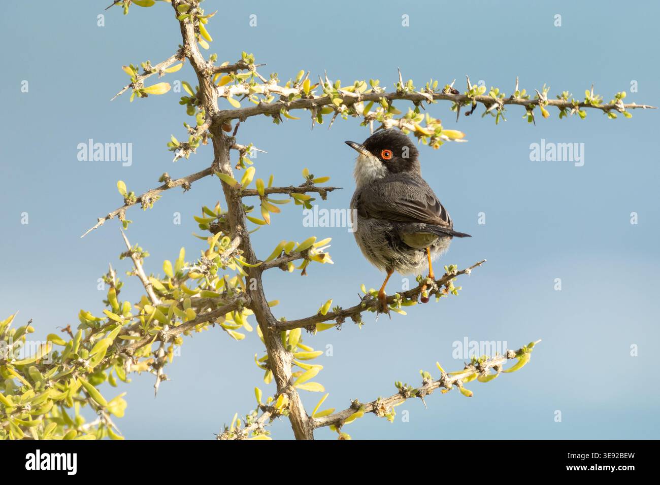 Sardinischer Warbler (Curruca melanocephala) auf einem Dornzweig, Episkopi Cliffs, Zypern. Stockfoto