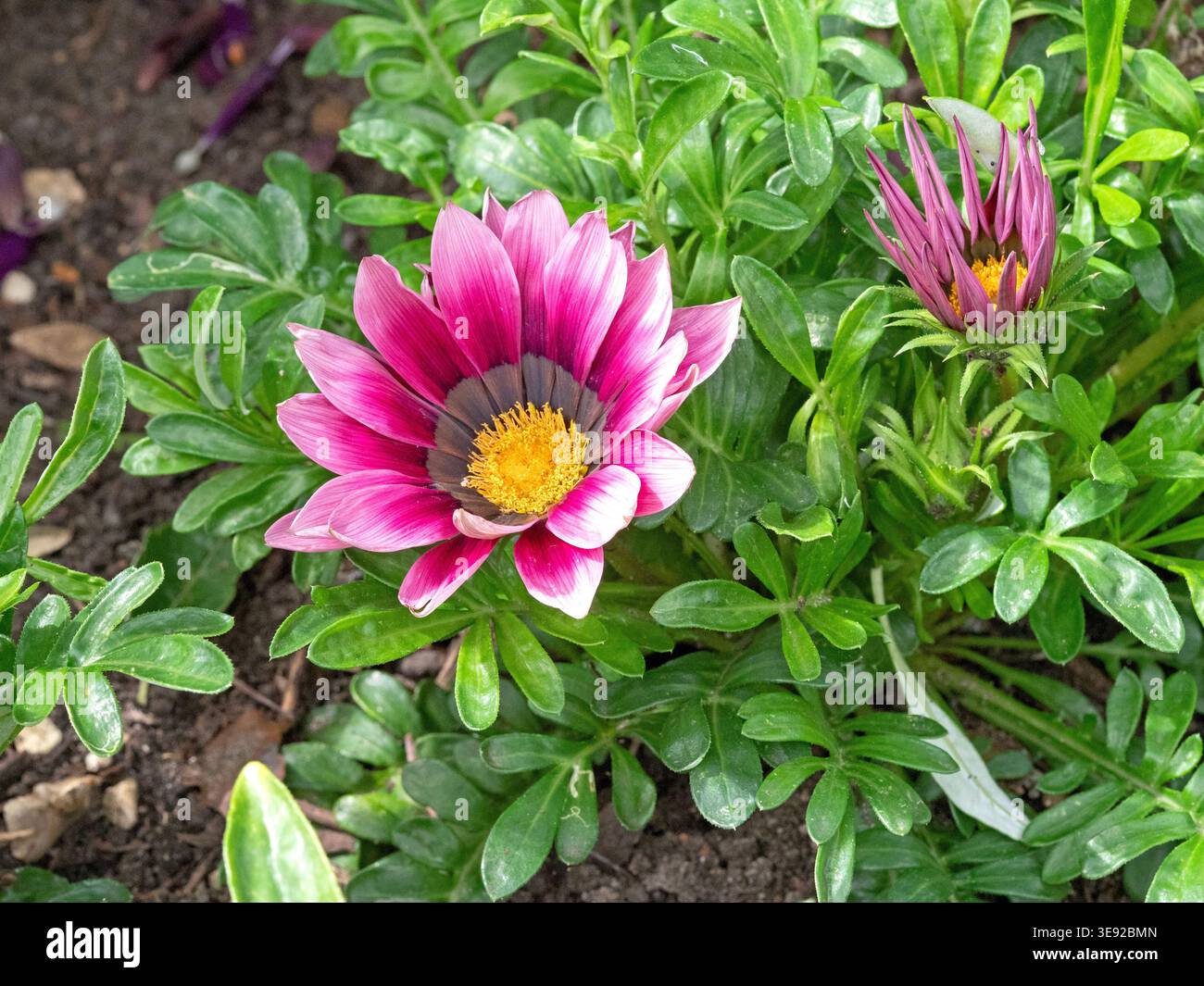 Rosa Schatzblume, Gazania rigens, in einem Garten Stockfoto