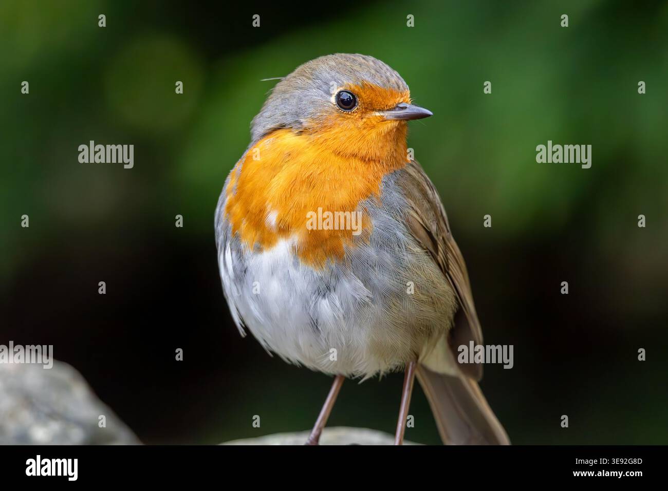 Robin Stockfoto