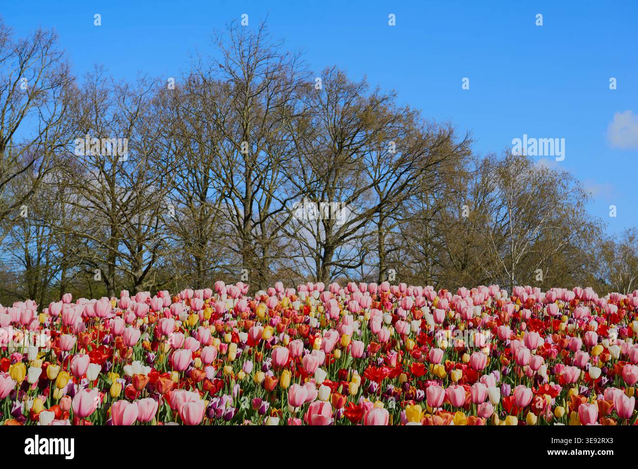 Bunte Tulpen in der Sonne vor dem Hintergrund von Bäumen. Stockfoto