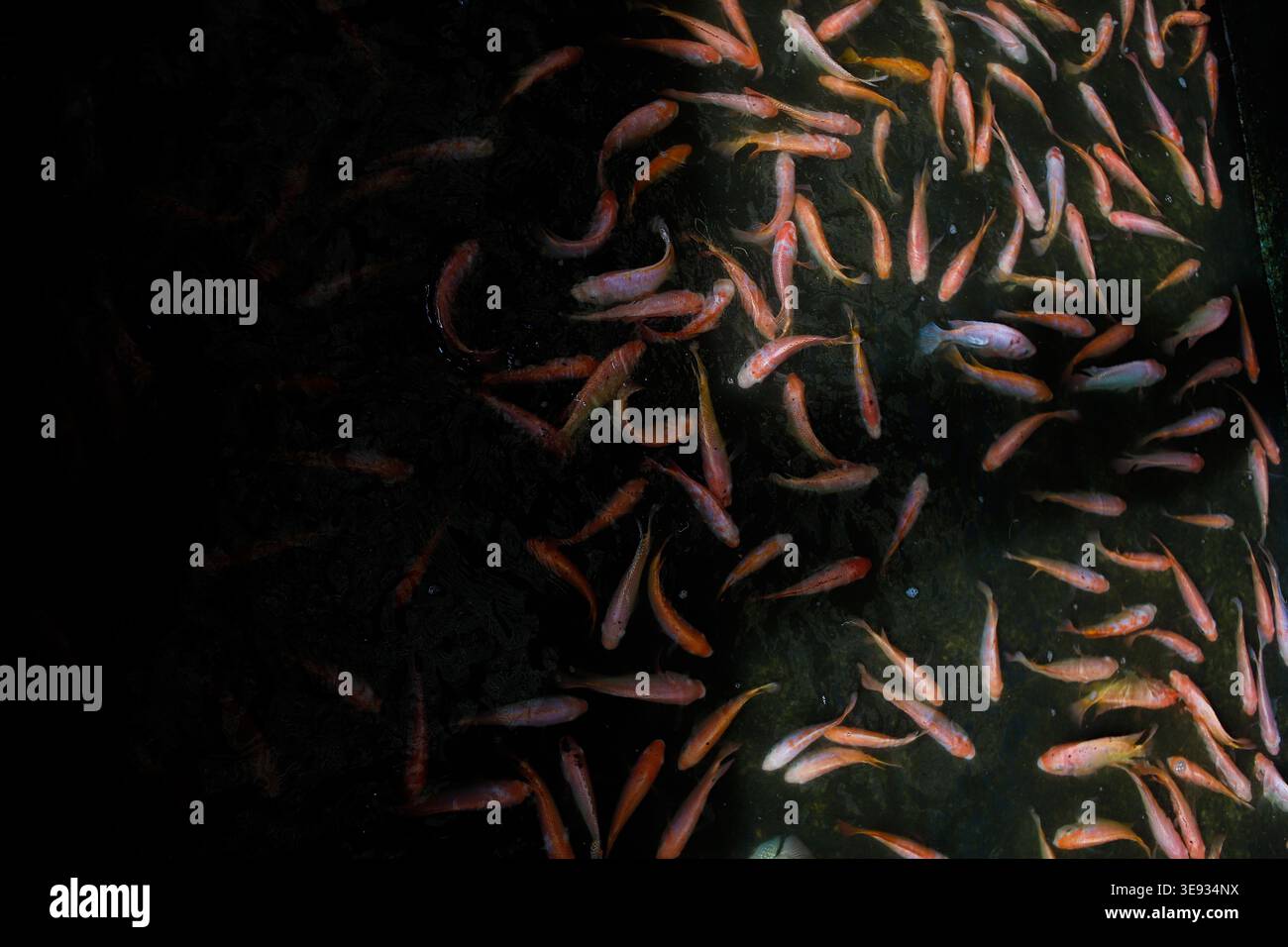 Red Tilapia Fish Schwimmen im dunklen Wasser – Aquakulturzucht, Süßwasserfische, Meeresfrüchte-Industrie, Proteinquelle, Unterwasser Natur Hintergrund Stockfoto