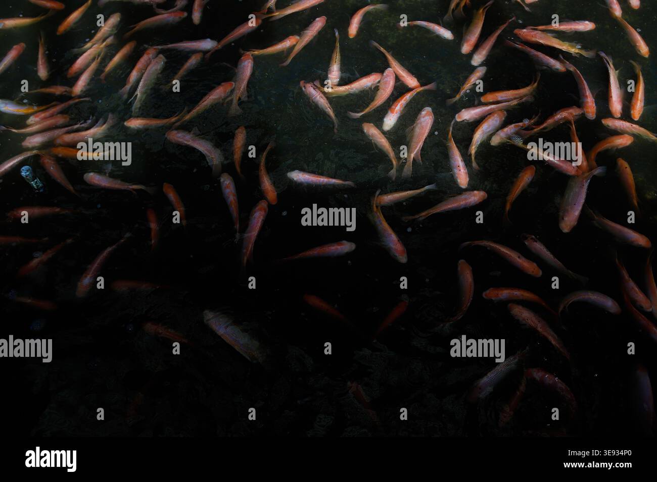 Red Tilapia Fish Schwimmen im dunklen Wasser – Aquakulturzucht, Süßwasserfische, Meeresfrüchte-Industrie, Proteinquelle, Unterwasser Natur Hintergrund Stockfoto