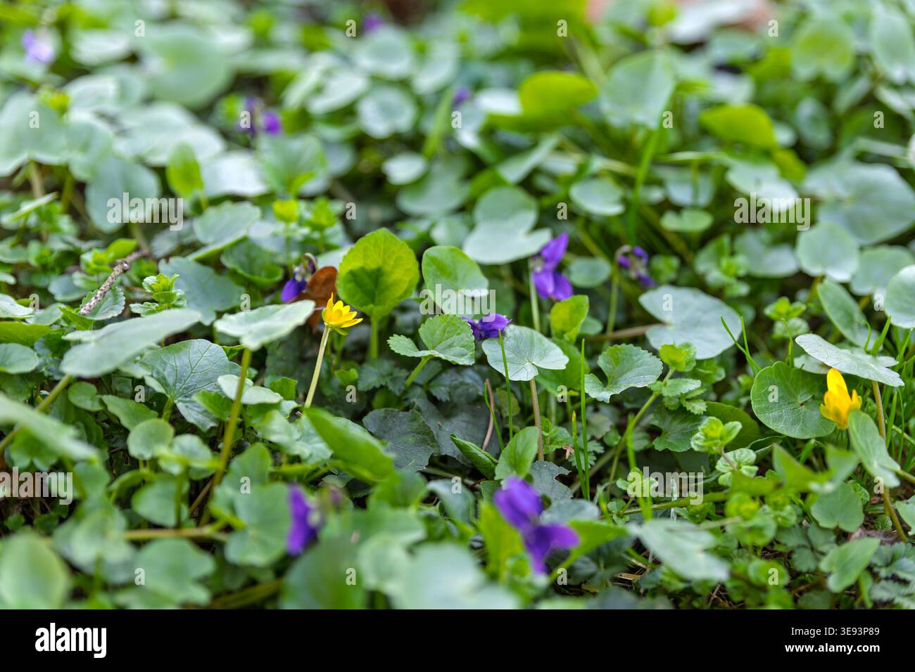 Wilde violette Veilchen und gelbe Blumen in grünem Frühlingsgras Stockfoto