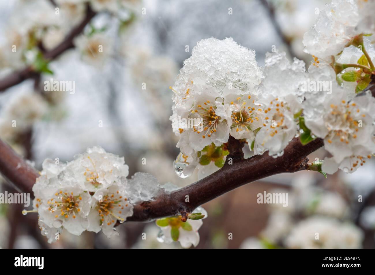Zarte weiße Frühlingsblumen sind unerwartet von Schnee und Eis bedeckt und bieten einen starken jahreszeitlichen Kontrast und Wetterschock Stockfoto