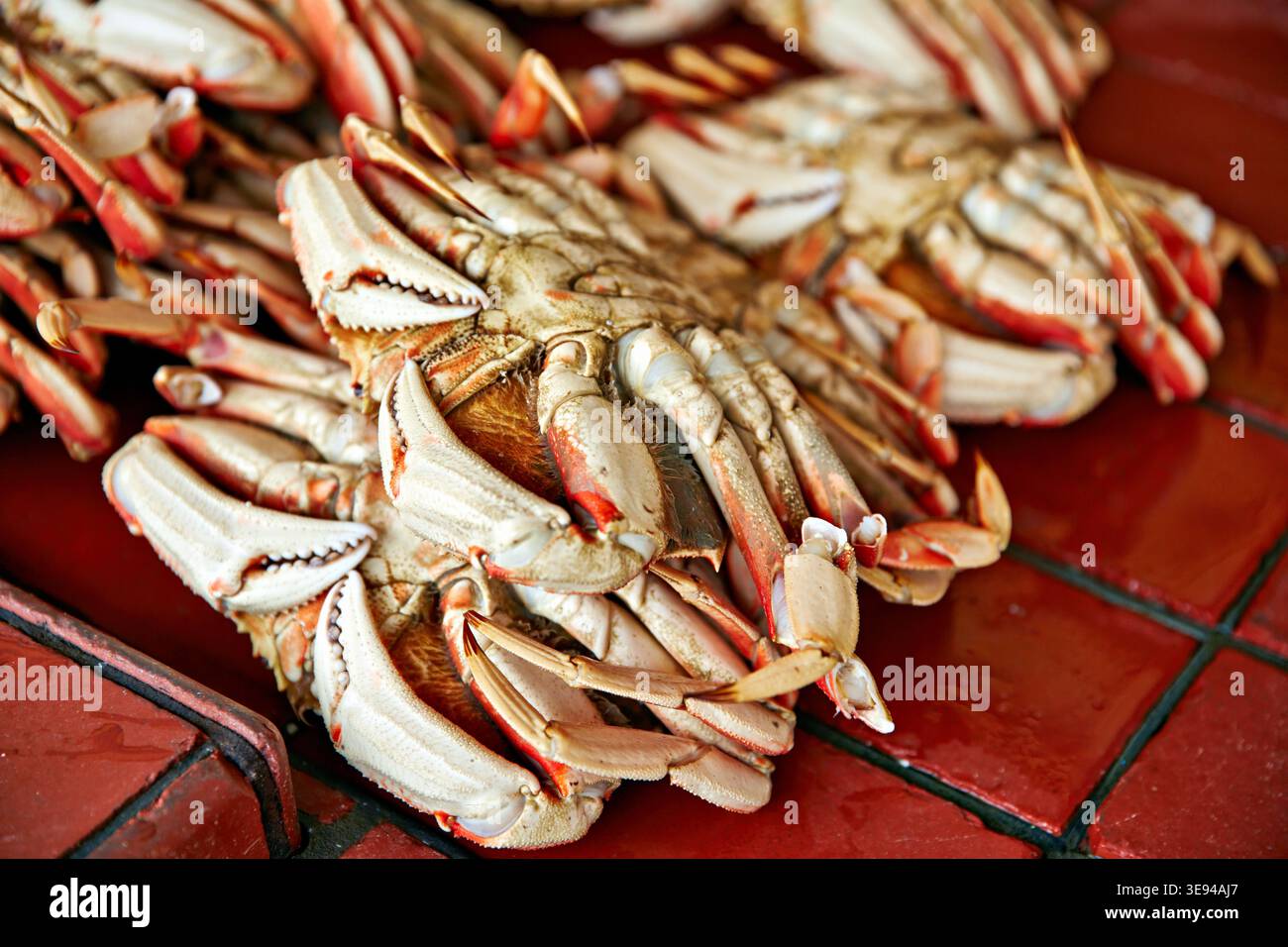 Frische Dungeness-Krabben werden an der Fisherman's Wharf in San Francisco verkauft. Besucher sehen sich die Krabben während ihrer Reise an. Stockfoto