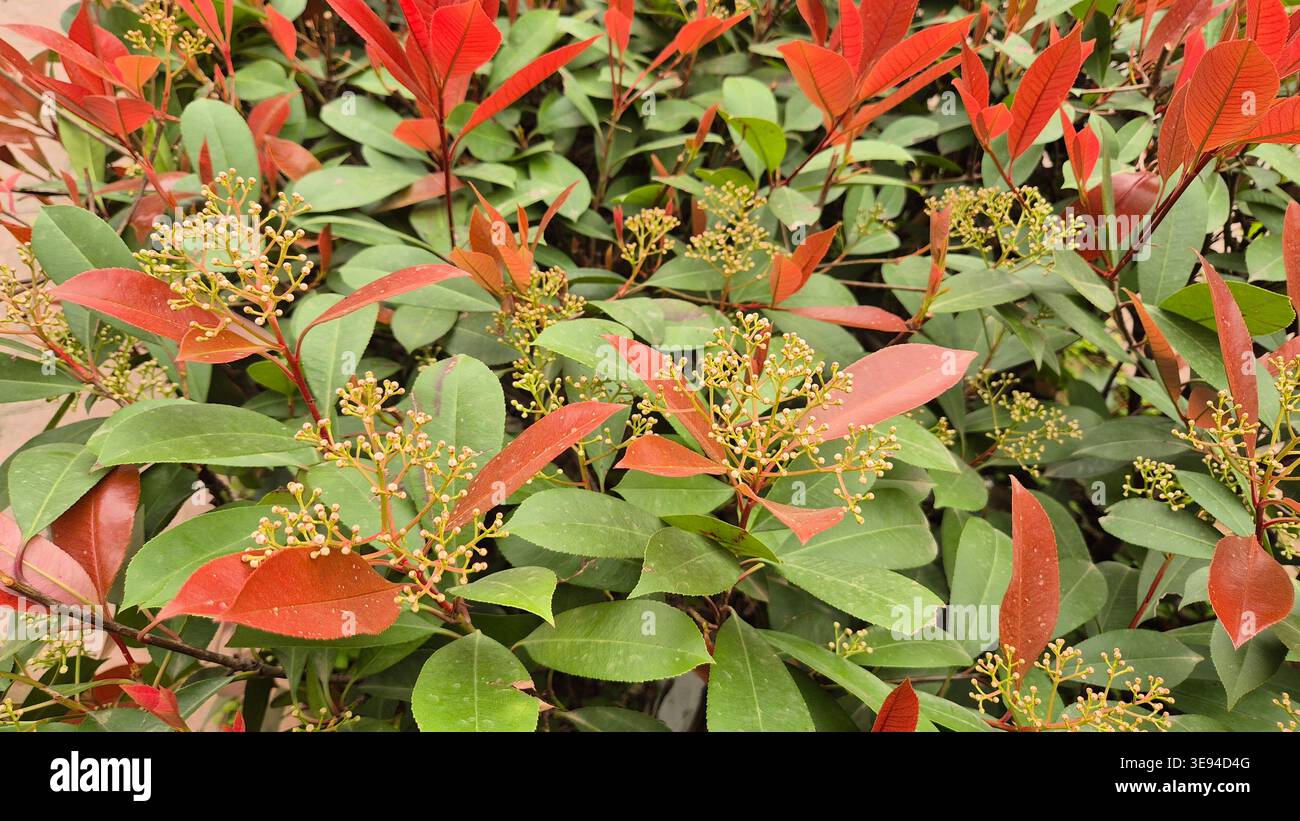 Leuchtend rotes neues Wachstum und Blütenknospen von rotem robin Photinia immer grünem Sträucher Stockfoto