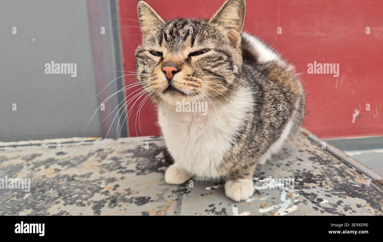 Eine streunende Katze, die auf einer Bank sitzt Stockfoto