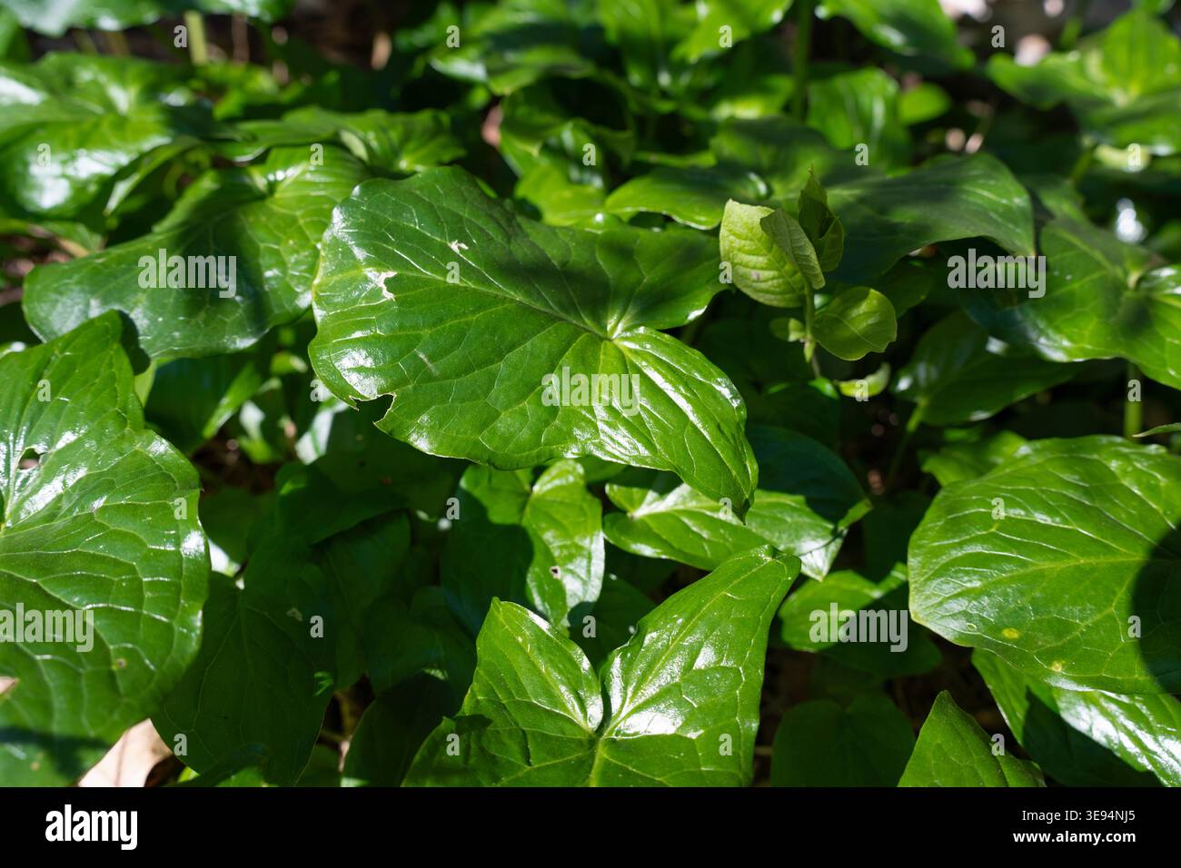 Pfeilfrmige bltter -Fotos und -Bildmaterial in hoher Auflsung  Alamy