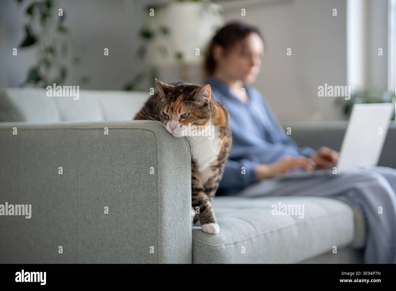 Hauskatze schrubbt die Wange gegen die Armlehne des Sofas und markiert das Territorium mit Duftdrüsen und sucht Aufmerksamkeit vom Besitzer. Calico Kätzchen zeigt natürliche Katze b Stockfoto