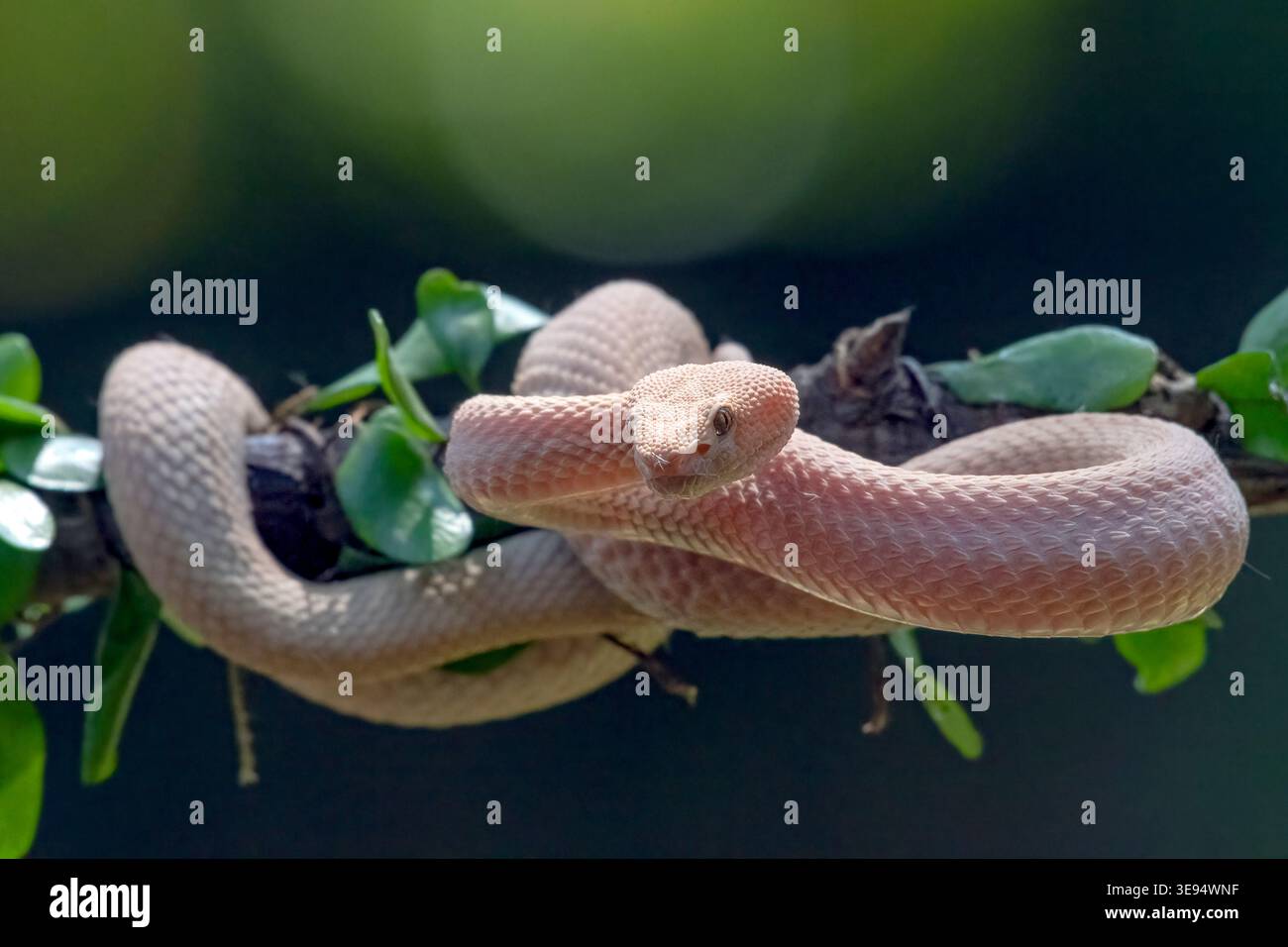 Albino Mangrove Pit Viper rollt sich zwischen den dichten Blättern Stockfoto