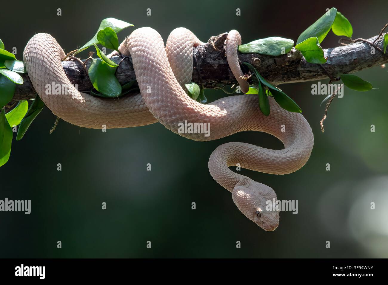 Albino Mangrove Pit Viper rollt sich zwischen den dichten Blättern Stockfoto