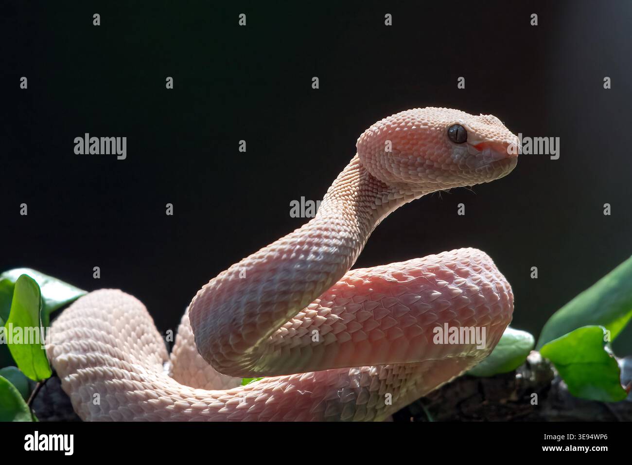 Albino Mangrove Pit Viper rollt sich zwischen den dichten Blättern Stockfoto