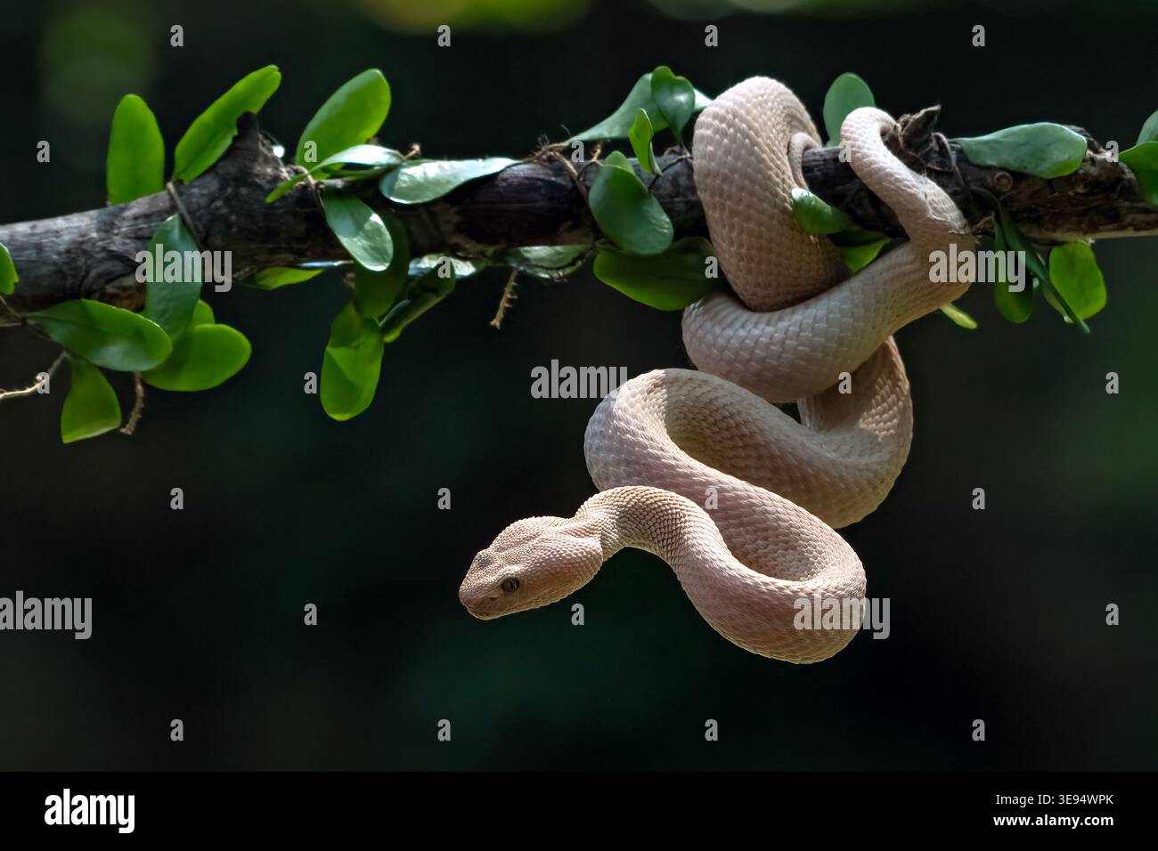 Albino Mangrove Pit Viper rollt sich zwischen den dichten Blättern Stockfoto