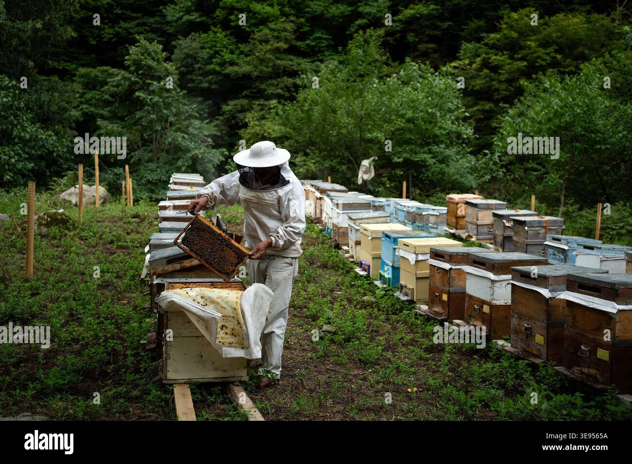 Ein Imker in Schutzausrüstung inspiziert einen Bienenstock sorgfältig, umgeben von Reihen von Bienenstöcken in einem üppig grünen Feld. Stockfoto