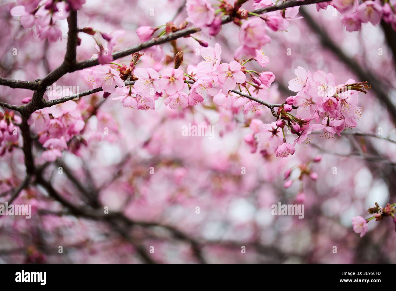 Rosa Kirschblüten blühen auf Ästen Stockfoto