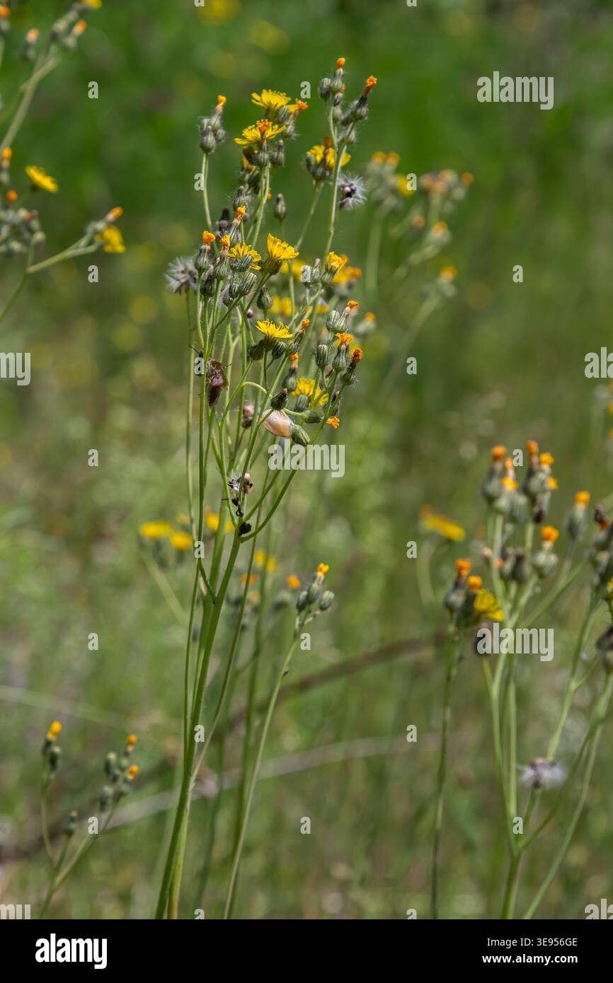Rauer Karettbart steht hoch mit leuchtend gelben Blüten vor einem Hintergrund von grünem Gras. Diese Wildblume gedeiht in sonnigen Wiesen spät in den Spri Stockfoto