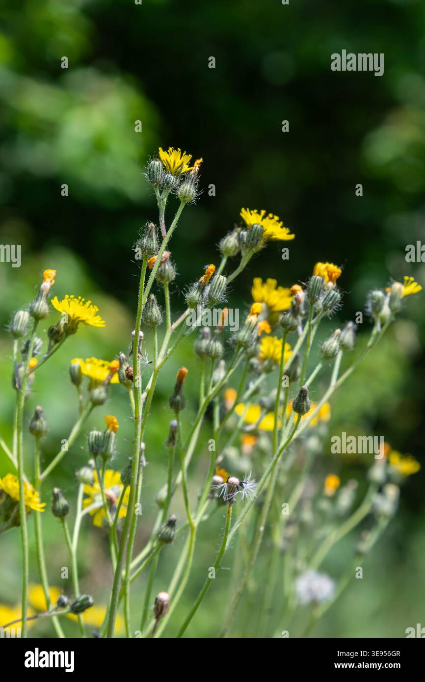 Hellgelbe raue Karettblüten blühen an einem angenehmen Frühlingstag auf einer sonnigen Wiese, umgeben von grünem Laub. Stockfoto