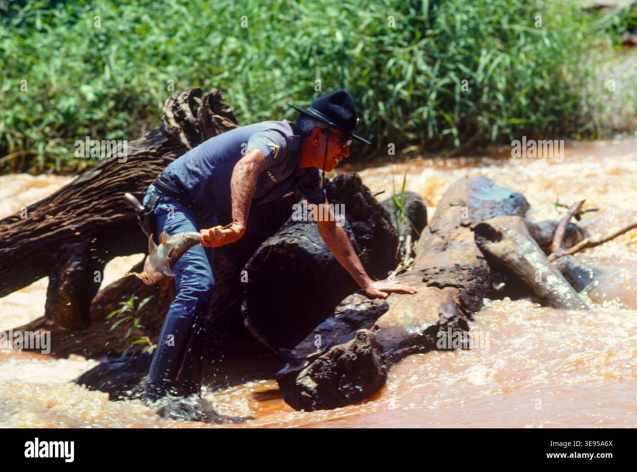 Blauäugiger Pleco, ein gepanzerter Wels. Während der Füllung des Itaipu-Reservoirs im Jahr 1982 wurden diese Grundfische durch den massiven Sedimentzustrom desorientiert. Lokale Teams verlegten einige in stabilere Gebiete oder ließen sie in geschützte biologische Reserven frei. Stockfoto