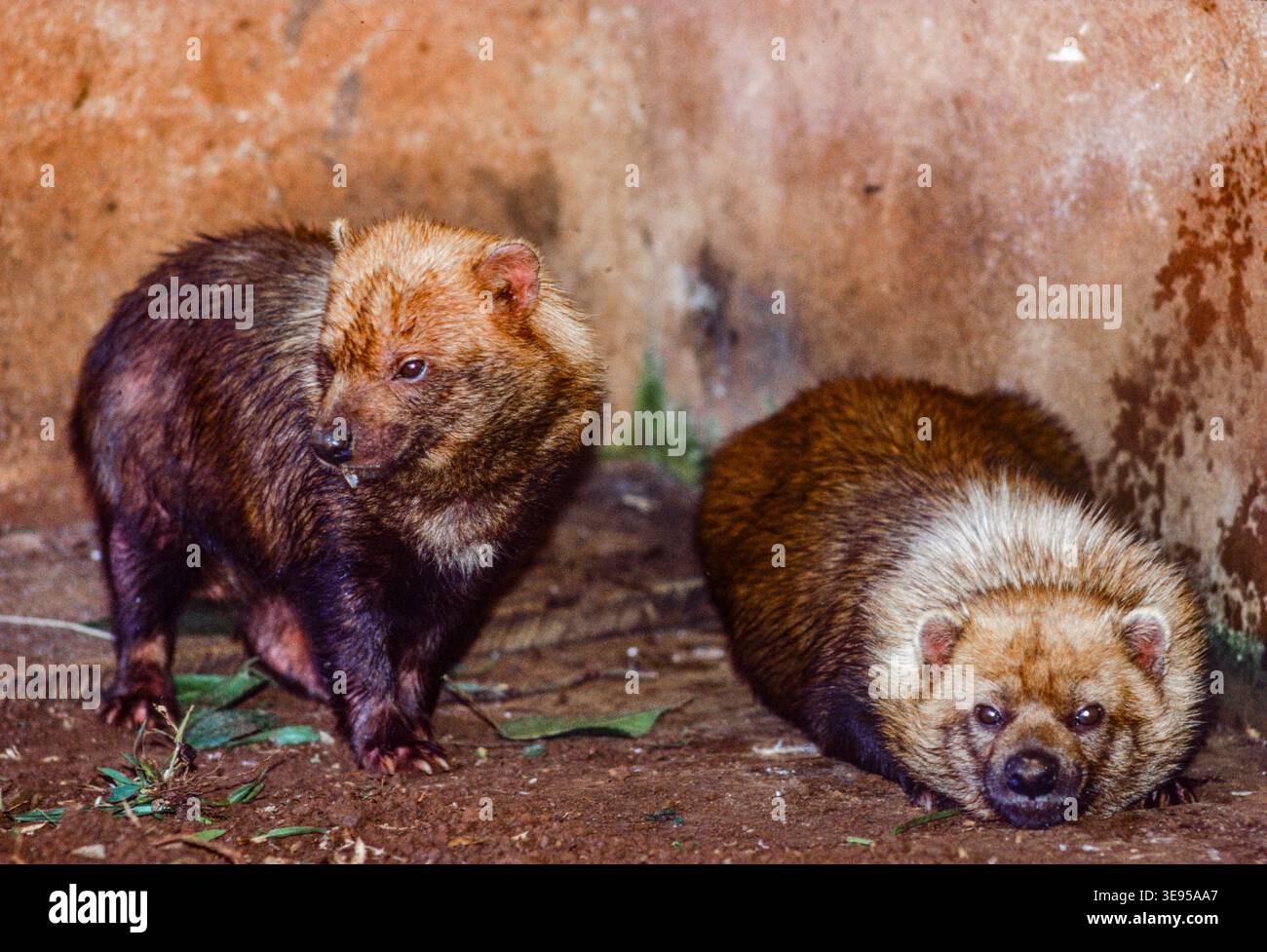 Die Tierrettungsaktion während der Füllung des Itaipu-Staudamms an der Grenze zu Paraguay Brasilien im Oktober 1982 rettete einige der großen Mengen von Tieren, die durch die aufsteigenden Gewässer vertrieben wurden. Stockfoto