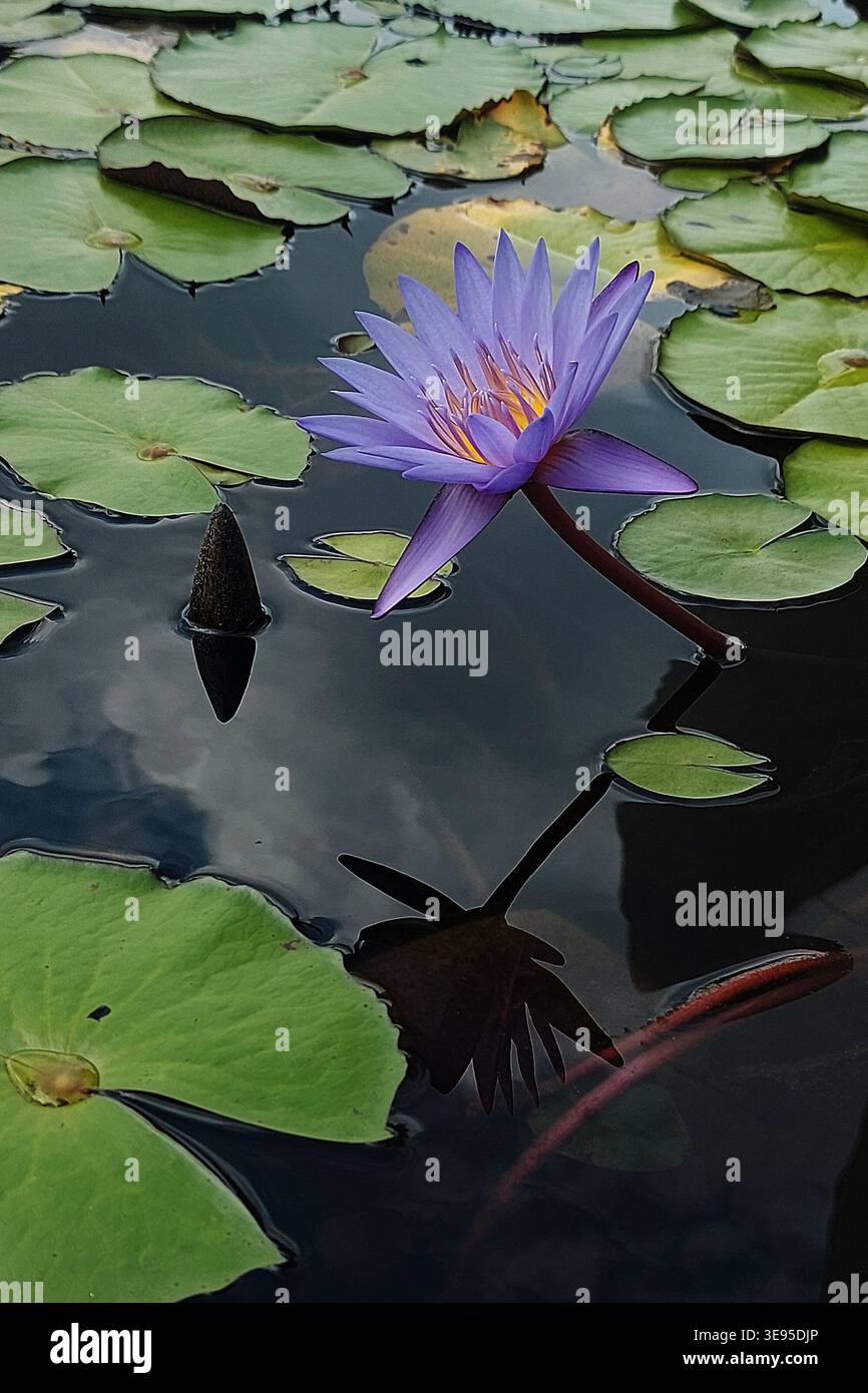 Lila Seerose und grüne Pads, die auf einem dunklen Wasserbecken schwimmen. Stockfoto