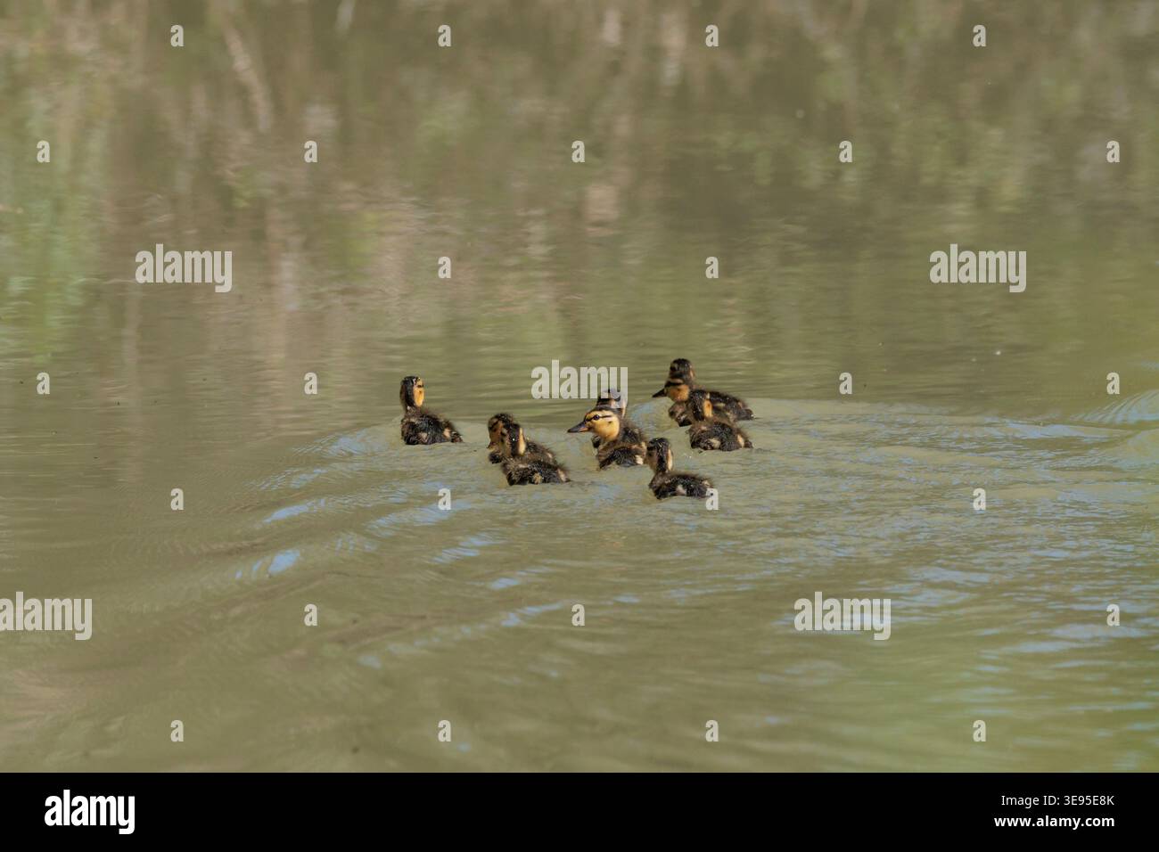 Stockenten schwimmen in einer Gruppe im Wasser des Flusses Serpis, Beniarres, Spanien Stockfoto