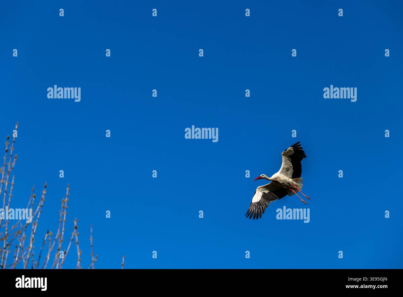 Weißstorch fliegt über blauem Himmel mit ausgestreckten Flügeln Stockfoto