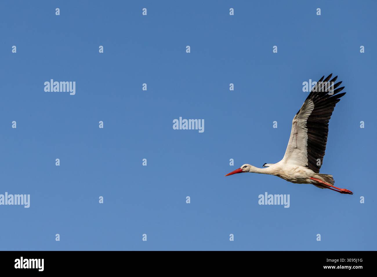 Eleganter Storch, der sanft im Freien gleitet Stockfoto
