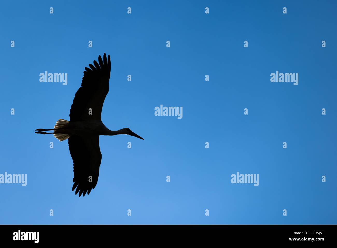 Storch Silhouette in hellem Himmel Stockfoto