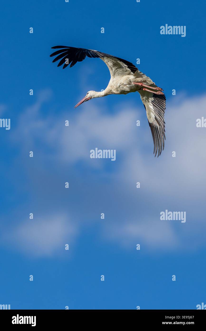 Anmutiger Vogelstorch, der unter hellem Himmel fliegt Stockfoto
