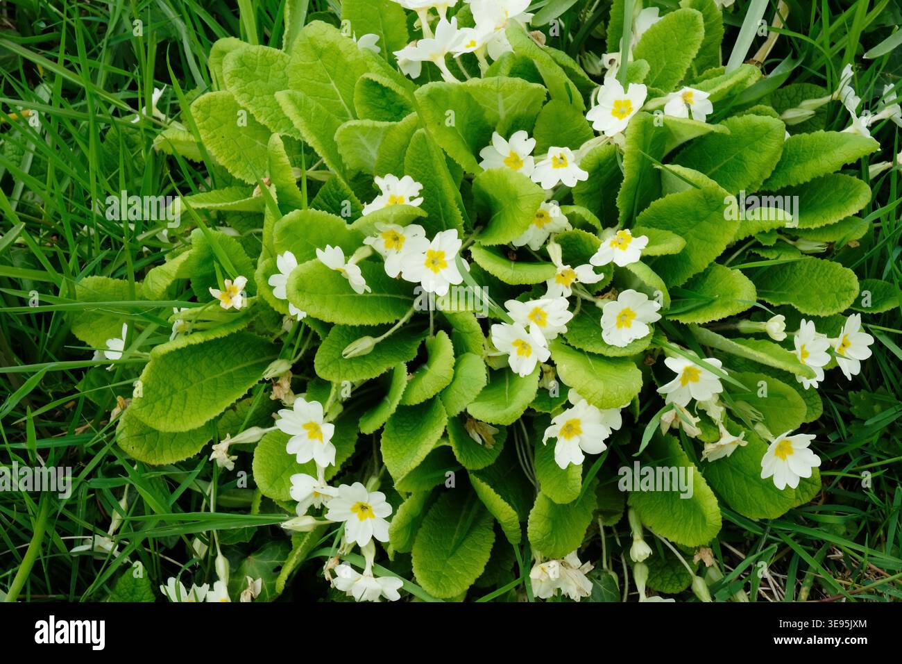 Wilde englische Kerzen in einem üppigen Frühlingswald mit naturalistischen Pflanzen und einheimischen britischen Wildblumen in frischer grüner Landschaft. Stockfoto