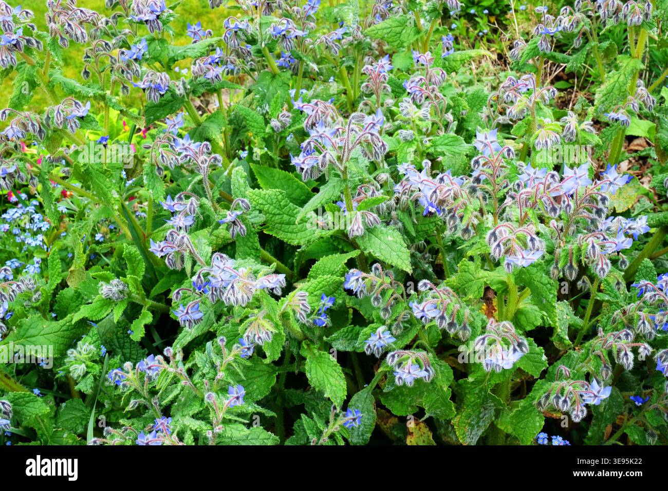 Borago Officinalis (Borage), blüht im April. Stockfoto
