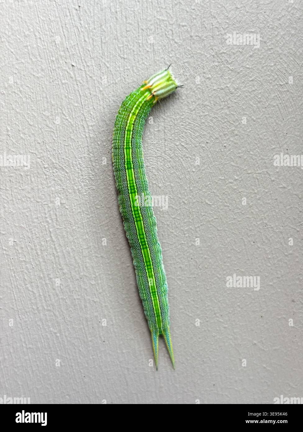 Nahaufnahme einer Eulen-Schmetterlingslarve, die ihren grünen Körper mit gelben Linien und bifiden Schwanz auf einem hellgrauen Wandhintergrund zeigt. Stockfoto