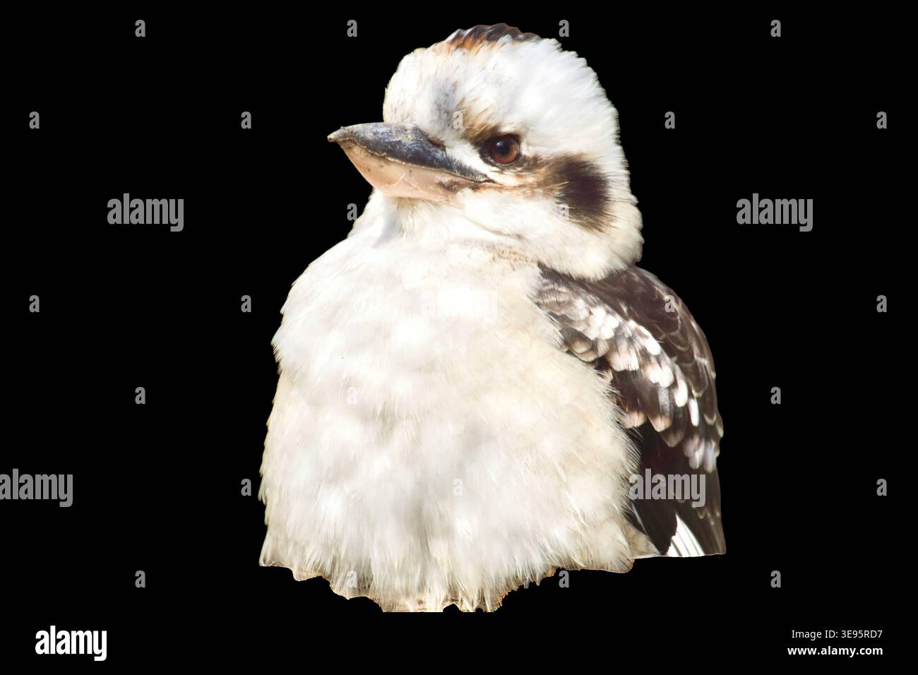 Ein hochwertiges Nahporträt einer lachenden Kookaburra (Dacelo novaeguineae). Der Vogel hat sein charakteristisches weißes und braunes Gefieder und einen kräftigen Schnabel, der leicht zur Seite blickt. Isoliert auf transparentem Hintergrund für vielseitige Verwendung in Wildtierfotografie und Lehrmaterialien. kookaburra-Vogel isoliert auf transparentem Hintergrund. Porträt eines australischen eisvogels, Tierwelt und Natur. Hochwertige Fotos Stockfoto