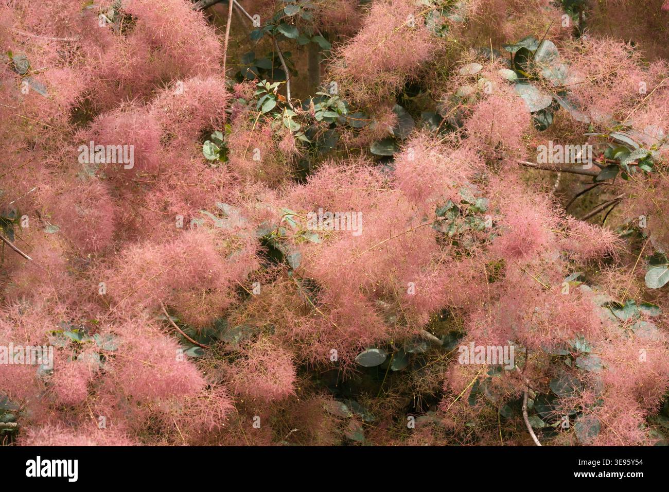 Cotinus Grace, Smoke Tree Grace, große, featherige, dunkelrosa, luftige rosa-violette Sträucher/Fruchtfahnen im Sommer Stockfoto