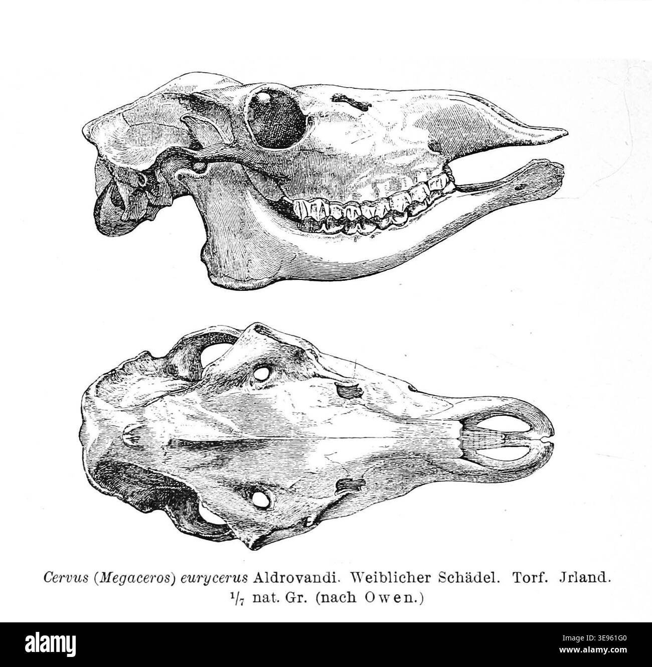 Karl von Zittel (1839–1904) war ein deutscher Paläontologe. Das Archivbild zeigt den Schädel des *irischen Elchs* (*Megaloceros giganteus*), einer ausgestorbenen Art von Großhirschen aus dem Pleistozän, bekannt für seine enormen Geweihe. Stockfoto