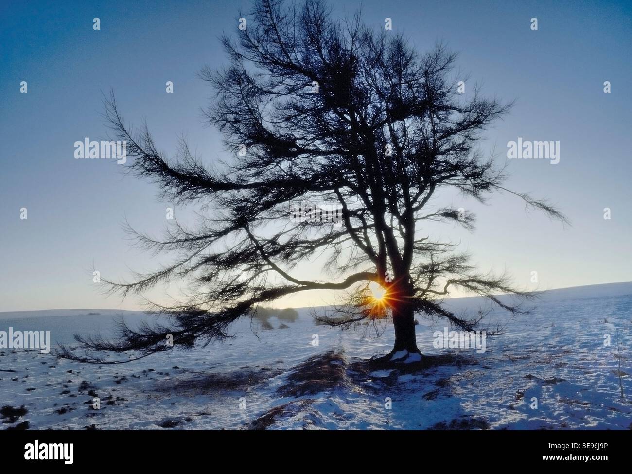 Europäische Lärche (Larix decidua) einsamer Baum im Winter auf exponierter Fläche, Lammermuir Hills, Berwickshire, Schottland, Dezember Stockfoto