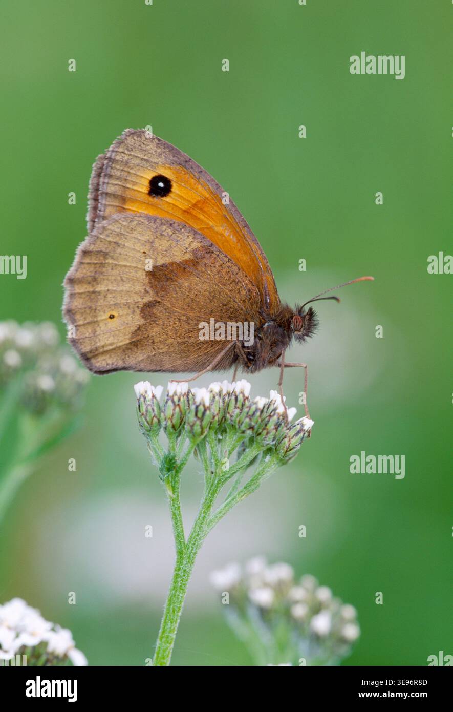 Meadow Brown Butterfly (Maniola jurtina) am frühen Morgen auf Schafgarbe, Berwickshire, Schottland, August Stockfoto