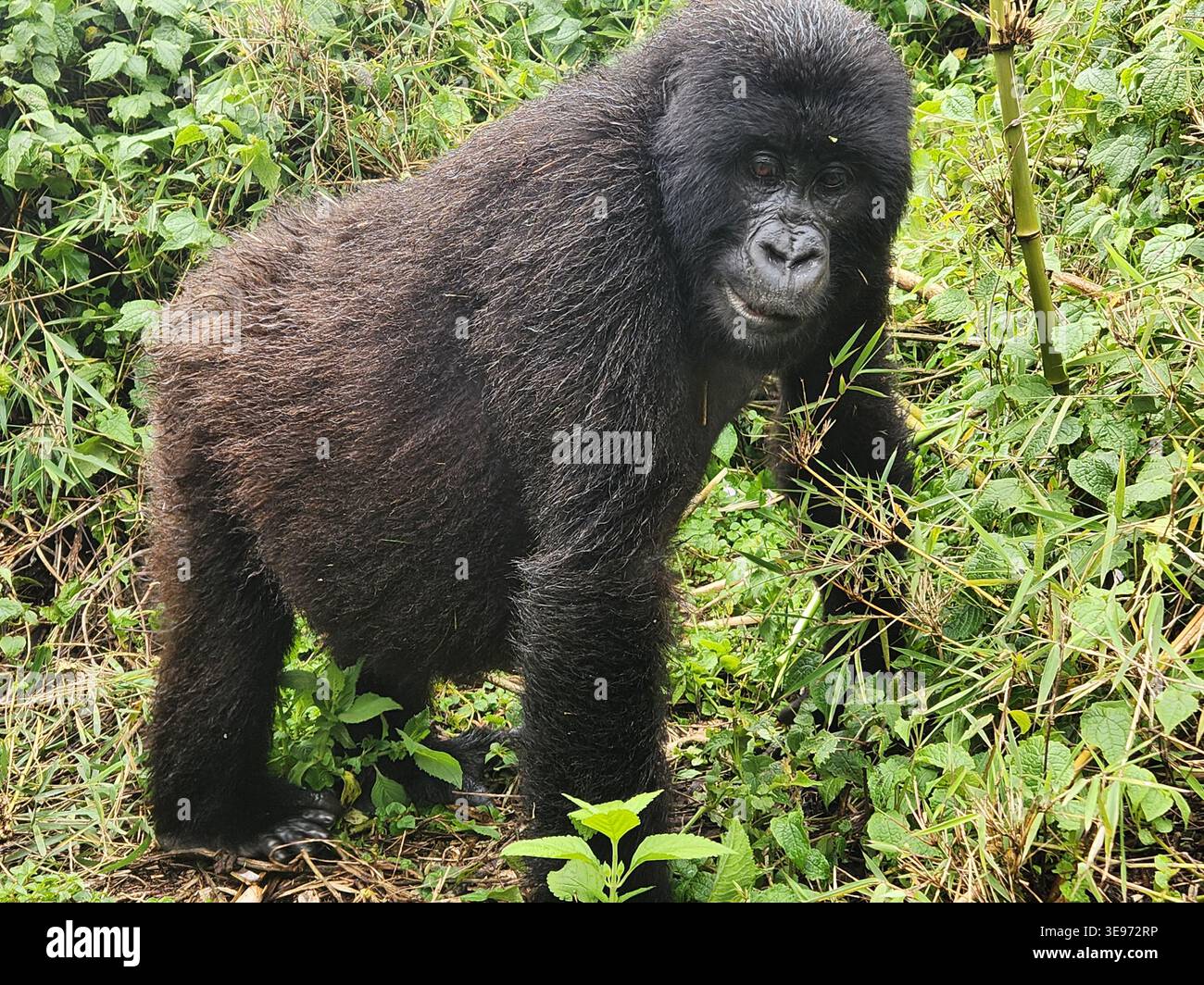 Nahaufnahme eines Berggorillas, des Volcanoes National Park, Musanze, Ruanda Stockfoto