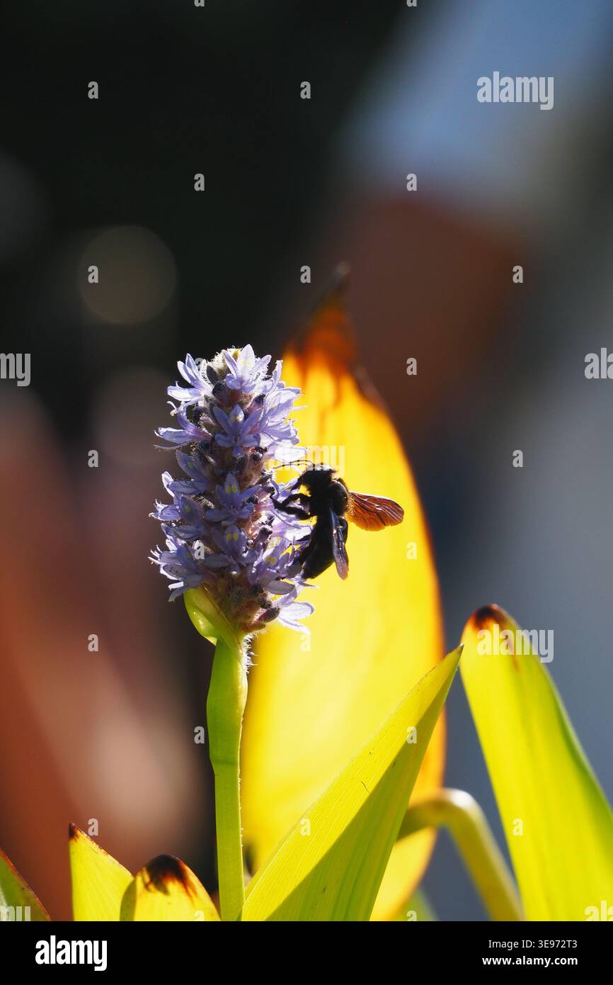Tischlerbiene Xylocopa auf Pontederia cordata Blume Nahaufnahme Bestäuberinsekte Fütterung von Wasserpflanzen natürliche Tierwelt Stockfoto
