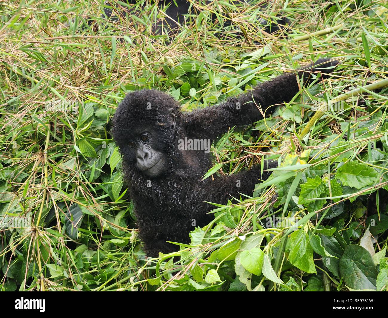 Nahaufnahme eines Baby-Berggorillas, Volcanoes National Park, Musanze, Ruanda Stockfoto