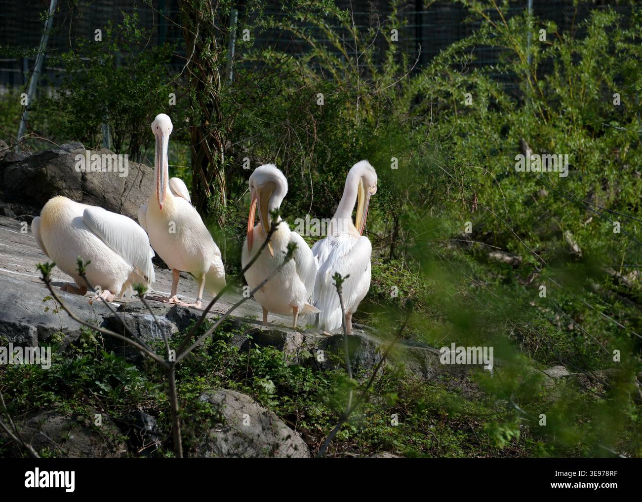 Vier elegante Pelikane stehen zusammen und genießen die warme Sonne an einem sonnigen Tag. Stockfoto