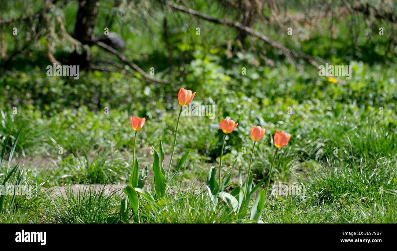 Leuchtend orange Tulpen stehen hoch zwischen üppigem grünem Gras und weichem Sonnenlicht. Stockfoto