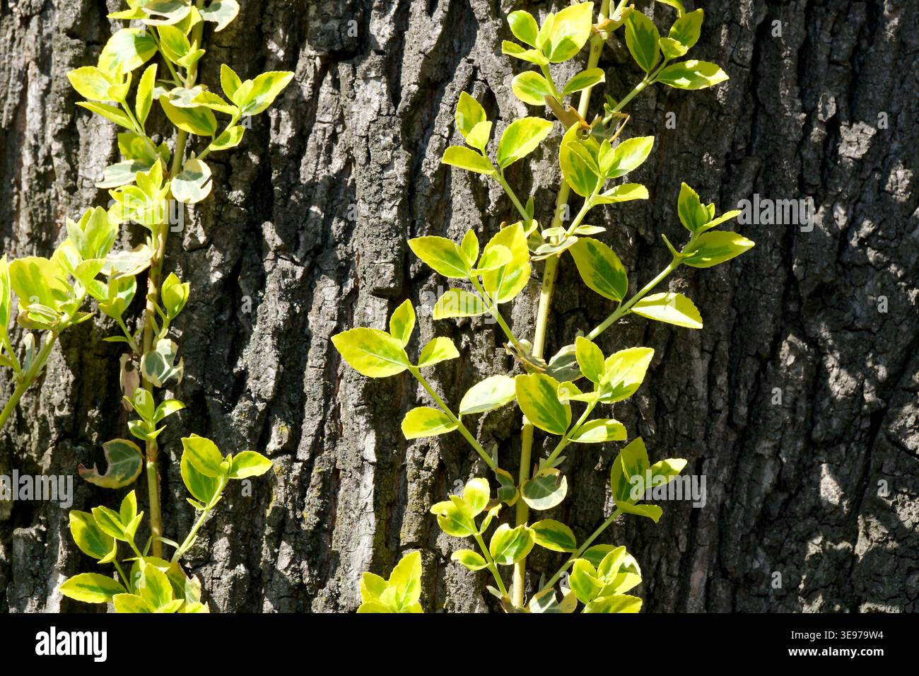 Hellgrüne Blätter kaskadieren unter sanftem Sonnenlicht einen strukturierten Baumstamm hinunter. Stockfoto