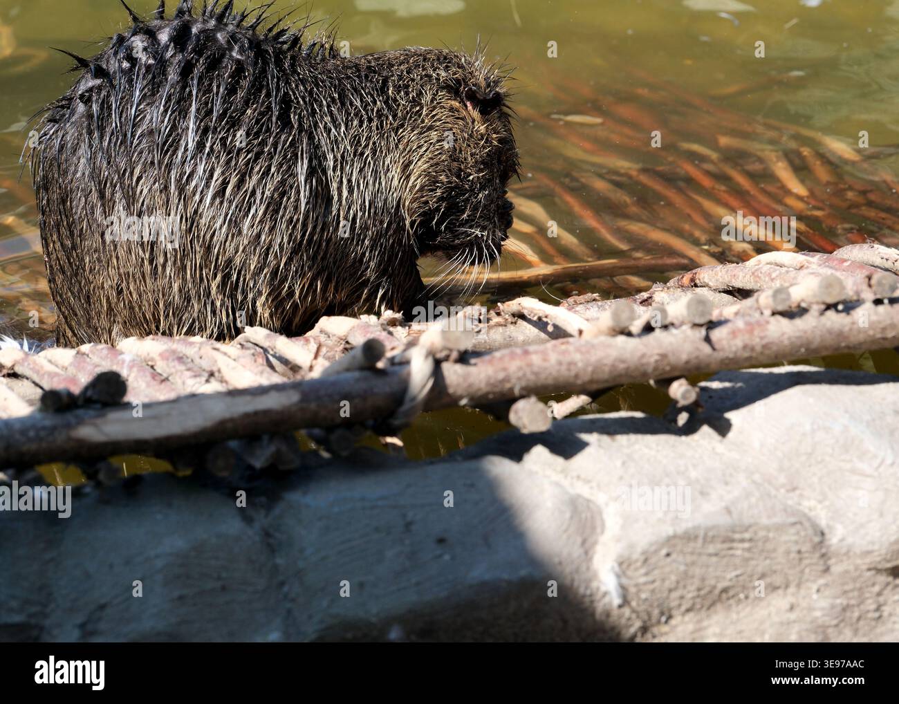 Ein einzigartiges Pelztier erforscht das ruhige Flussbett, umgeben von Natur. Stockfoto