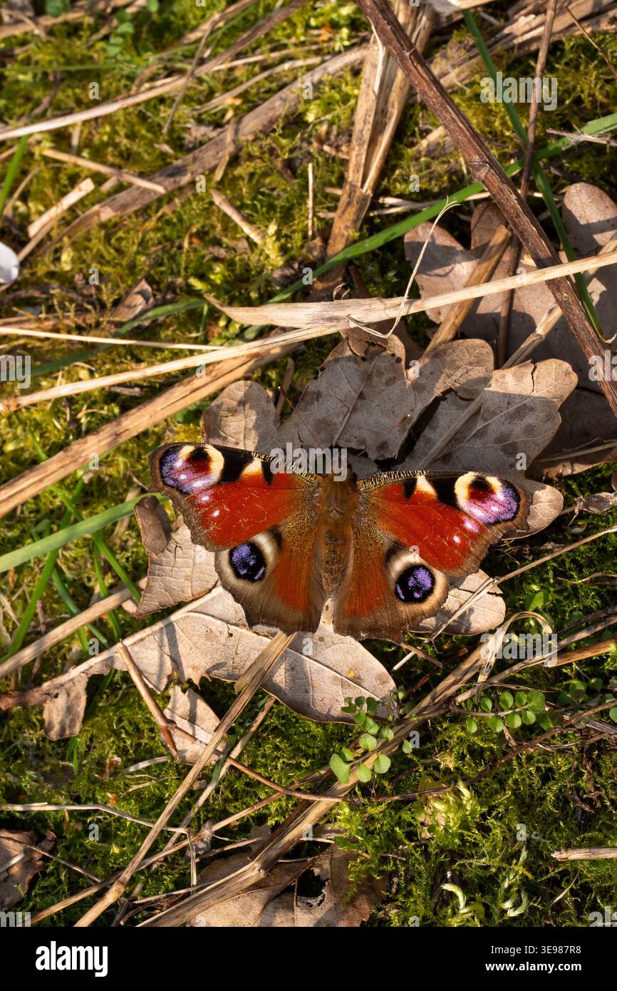 Peacock Aglais io, Blick von oben auf einen Imago-Schmetterling, der auf einem gefallenen Blatt auf dem Boden ruht, während des schwindenden Lichtes eines Frühlingstages, Nottinghamshire, Großbritannien Stockfoto