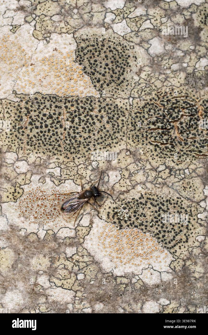 Kleine Sallow Mining Bee Andrena praecox, Imago männlich auf einem Baum, Nottinghamshire, UK, März Stockfoto