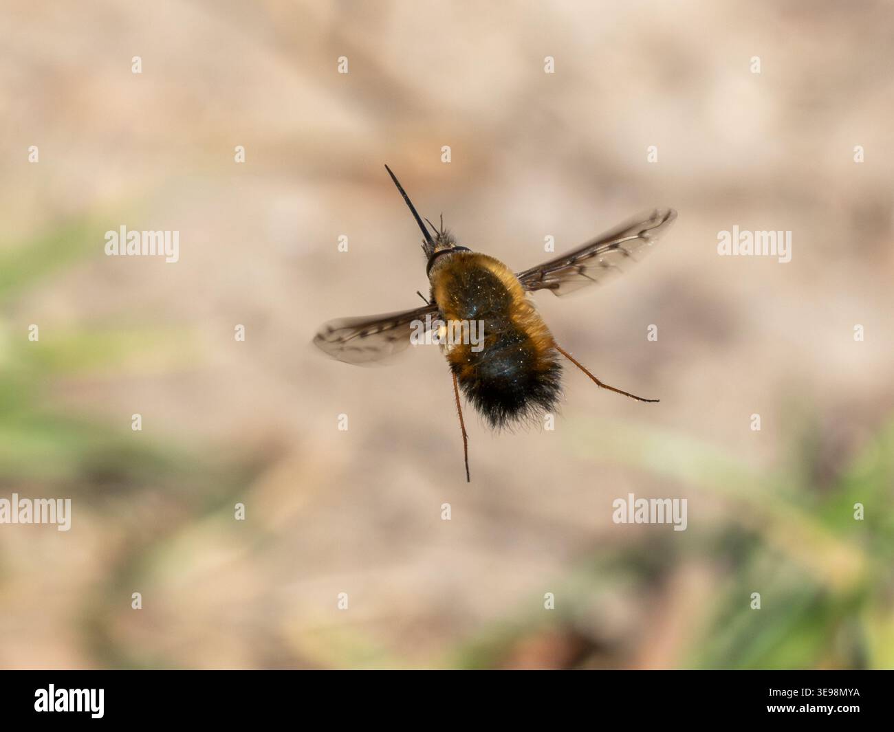 Dunkelkantige Bienenfliege (Bombylius Major), die im Frühjahr über trockenem Grasland schwebt, Wiltshire, England, Großbritannien Stockfoto